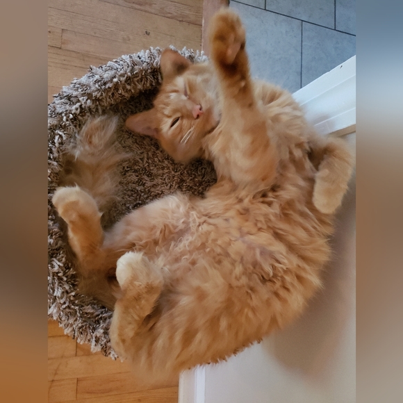 Meet your Posher, Kaitlyn 🌺 - Picture 4 of 5